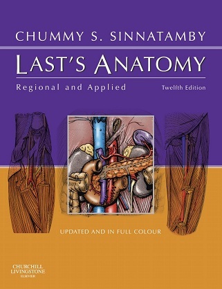 Last anatomy