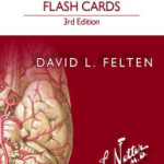 Netter’s Neuroscience Flash Cards, 3rd Edition Retail PDF