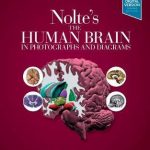 Nolte’s The Human Brain in Photographs and Diagrams