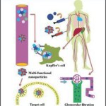 Nanotherapeutics  :  From Laboratory to Clinic