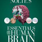Nolte’s Essentials of the Human Brain